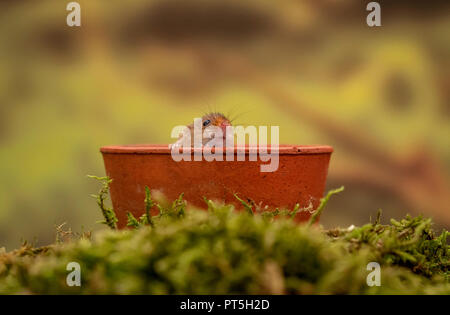 A Harvest Mouse peers out from inside a flower pot Stock Photo