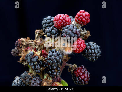 A Harvest Mouse peeks out from a bramble blackberry bush with a black background Stock Photo