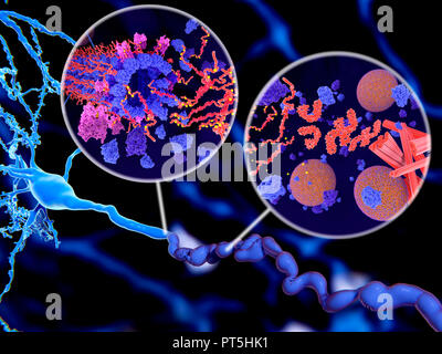 Tau protein in Alzheimer's disease,illustration.The insets show two ways in which pathological phosphorylation (yellow) of Tau proteins (red-orange) by kinases (blue-purple) affect nerve cells in what is called a neurofibrillary tangle.The main illustration showing a nerve cell (neuron,blue,lower left) and its axon (across bottom),shown in a misshapen and abnormal state.Pathological aggregations of tau proteins cause disintegration of microtubules (inset at left).The transport of synaptic vesicles (orange-blue spheres,inset at right) is also interrupted. Stock Photo