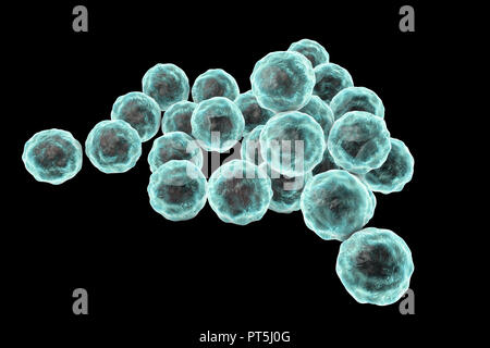 Chlamydia trachomatis bacteria, computer illustration. Chlamydia trachomatis causes a sexually transmitted infection that can go undetected causing infertility. It also causes the eye disease trachoma, which can lead to blindness. Stock Photo