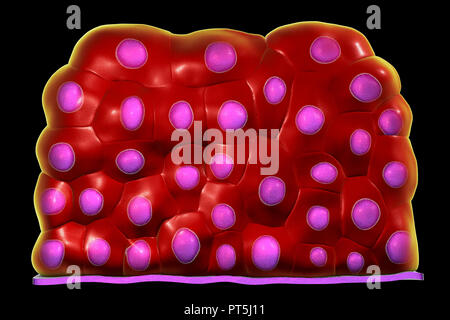 Epithelium transitional, illustration Stock Photo - Alamy