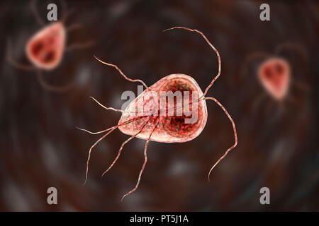 Giardia lamblia (Giardia intestinalis) parasite, computer illustration. Giardia lamblia is a flagellated protozoan parasite. It colonizes and reproduces in the small intestine and causes giardiasis. Stock Photo