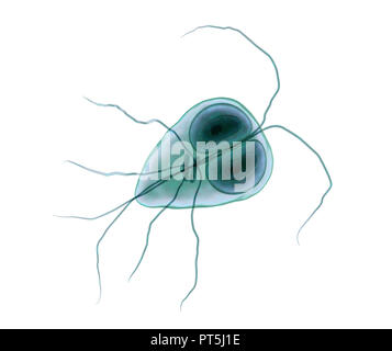 Giardia lamblia (Giardia intestinalis) parasite, computer illustration. Giardia lamblia is a flagellated protozoan parasite. It colonizes and reproduces in the small intestine and causes giardiasis. Stock Photo