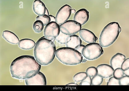 Yeast cells. Computer illustration of budding yeast cells (Saccharomyces cerevisiae). Known as baker's or brewer's yeast, this fungus consists of single vegetative cells. The larger 'mother' cells are budding off smaller daughter cells after cell division. Saccharomyces cerevisiae is able to ferment sugar, producing alcohol and carbon dioxide in the process. It has long been used in the brewing of beer, production of wine, and in baking leavened bread (causing the dough to rise). Also, it is used as probiotics in the treatment of diarrheal infections. Stock Photo