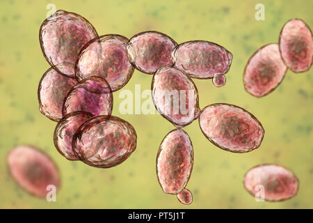 Yeast cells. Computer illustration of budding yeast cells (Saccharomyces cerevisiae). Known as baker's or brewer's yeast, this fungus consists of single vegetative cells. The larger 'mother' cells are budding off smaller daughter cells after cell division. Saccharomyces cerevisiae is able to ferment sugar, producing alcohol and carbon dioxide in the process. It has long been used in the brewing of beer, production of wine, and in baking leavened bread (causing the dough to rise). Also, it is used as probiotics in the treatment of diarrheal infections. Stock Photo