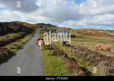 Wild ponies close to remote road on moorland near to Loch Druidibeg National Nature Reserve on South Uist Outer Hebrides Western Isles Scotland UK Stock Photo