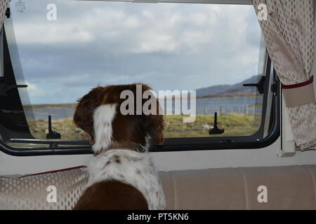 Liver and white English Springer Spaniel sitting and looking out of the window of a motorhome campervan towards a loch in Scotland UK United Kingdom Stock Photo