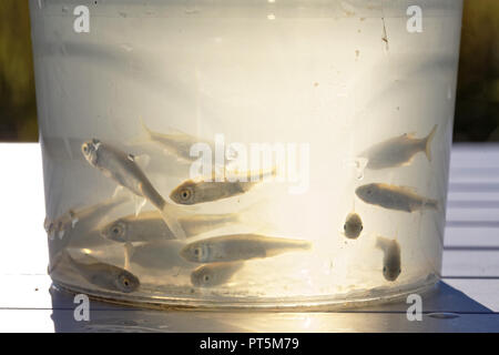 Close up of minnows for fishing bait inside a trap bucket Stock Photo -  Alamy