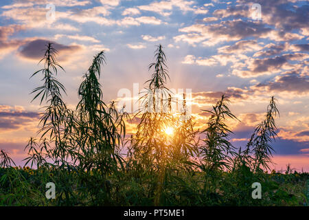 Cannabis in the golden summer light, background of marijuana. Stock Photo