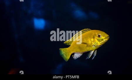 lemon cichlid fish Labidochromis caeruleus Stock Photo