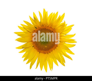 Sunflower close up isolated on white panoramic background Stock Photo ...