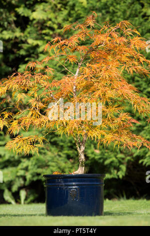 Acer palmatum var. dissectum 'Viridis' in pot, autumn, fall, UK October, leaves have turned from green to golden yellow and orange. Stock Photo