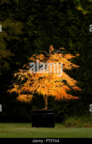 Acer palmatum var. dissectum 'Viridis' in pot, autumn, fall, UK October, leaves have turned from green to golden yellow and orange. Stock Photo