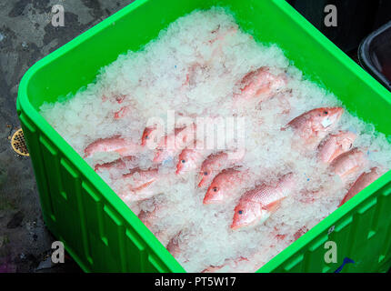fresh Florida red snapper fish packed in ice in bright green plastic box Stock Photo