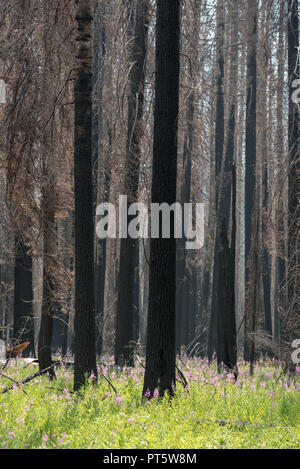 Fireweed in bloom in a burnt forest along Moose Creek in Idaho's Selway-Bitterroot Wilderness. Stock Photo