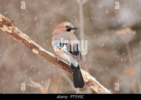 Eurasian jay (Garrulus glandarius) sits on a oak branch half-turned under the falling snow in a forest park. Stock Photo