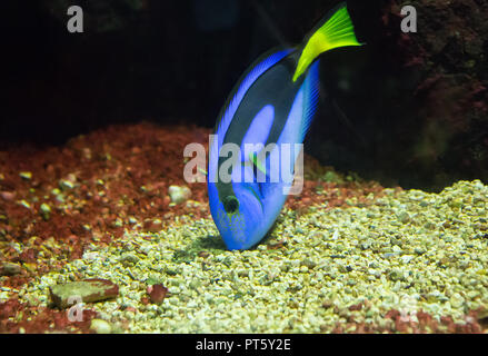 bright striped tropical fish floating in the warm sea among the stones Stock Photo