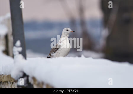 Common gull (Larus canus) sits in the snow on the concrete fence of the city embankment. Stock Photo