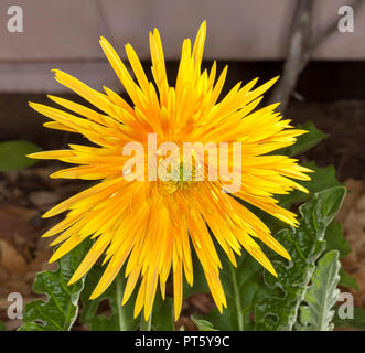Spectacular large vivid golden yellow / orange double flower of Gerbera bauerii nobleflora against dark background Stock Photo