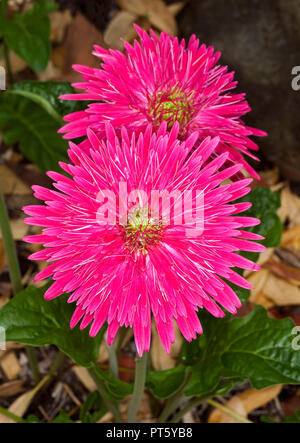Spectacular large vivid red / pink double flowers of Gerbera bauerii nobleflora against dark brown background Stock Photo