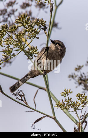 Blue Gray Gnatcatcher bird perched on tree branch looking to the left while foraging for food during the morning hours. Stock Photo