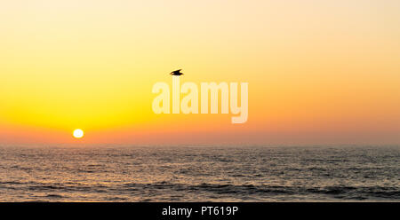 A single seagull flies above the ocean while the sun set in the horizon. Stock Photo