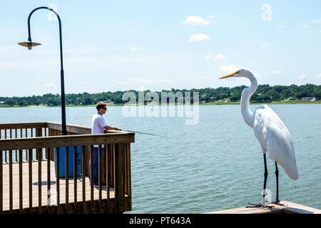 Lake Wales Florida,Wailes,pier,great common egret white,Ardea alba,FL180731227 Stock Photo