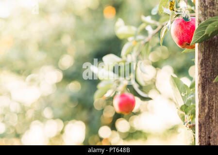Two red apples on branches Stock Photo