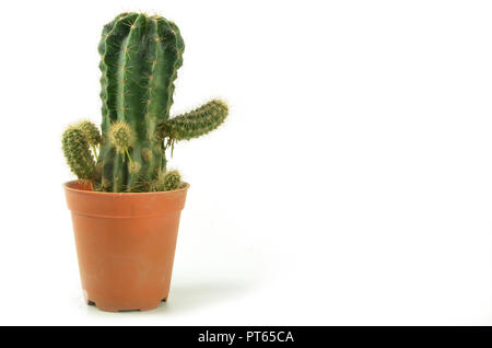 Cactus in pot plant isolated on white background Stock Photo