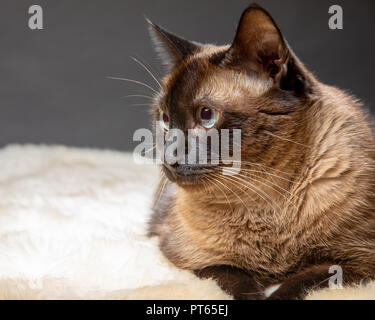 Mischief, the Himalayan-Tabby mix, doing his best to ignore the camera. Stock Photo