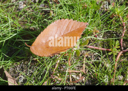 First dry leaf lying on green herbs at fall season Stock Photo