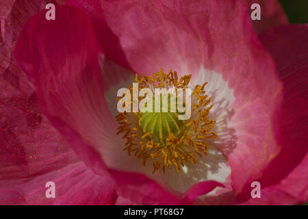 Close up of a Prickly Poppy, Argemone mexicana, flower, UK Stock Photo