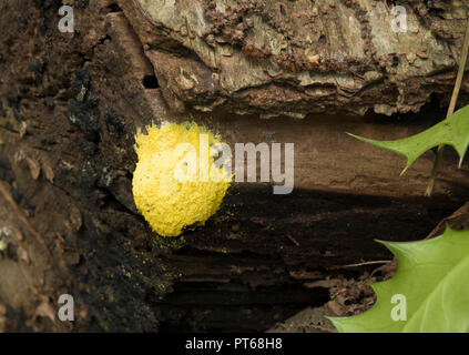 dog vomit slime mold Stock Photo