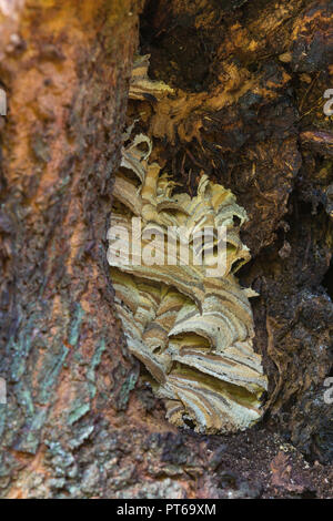 European hornet Vespa crabro, nest in old Wych elm Ulmus glabra tree, Cleeve, Somerset, UK, October Stock Photo