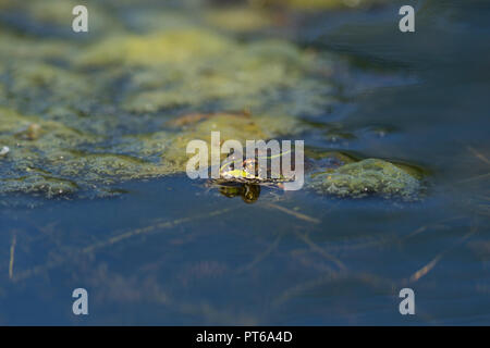 Iberian marsh frog Pelophylax perezi, resting on water surface, Ham Wall RSPB Reserve, Somerset, UK, June Stock Photo