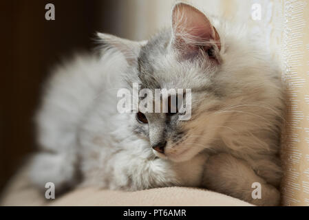 Small grey fluffy kitty laying on sofa close up Stock Photo