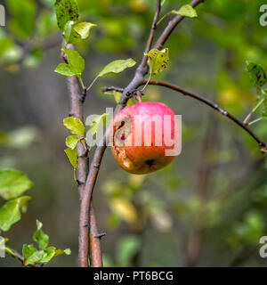 An apple a day keeps the doctor away. Stock Photo