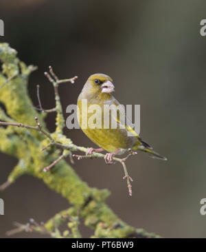European greenfinch,Carduelis chloride, on a lichen covered branch in winter (revised image) Stock Photo