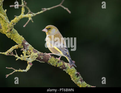 European greenfinch,Carduelis chloride, on a lichen covered branch in winter, (revised image) Stock Photo