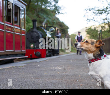 Talyllyn Railway Train in soft focus behind Rusty the Jack Russell Terrier Dog Tywyn North Wales Stock Photo