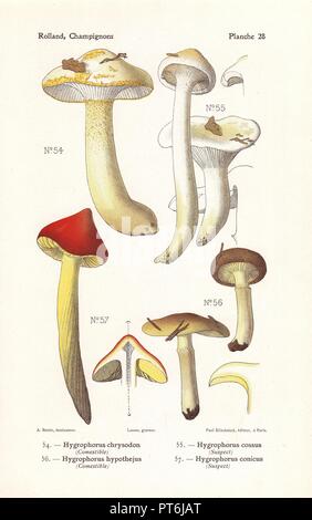 Gold-flecked woodwax, Hygrophorus chrysodon, H. cossus, Herald of winter mushroom, Hygrophorus hypothejus, H. conicus. Chromolithograph drawn by Bessin for Leon Rolland's 'Atlas des Champignons' 1911. Stock Photo