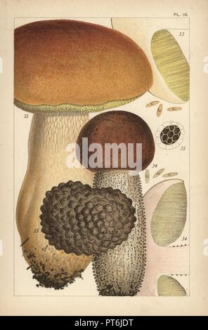 Porcino mushroom, Boletus edulis 33, birch bolete, Leccinum scabrum 34, and summer truffle, Tuber aestivum 35. Chromolithograph after an illustration by M. C. Cooke from his own 'British Edible Fungi, how to distinguish and how to cook them,' London, Kegan Paul, 1891. Mordecai Cubitt Cooke (1825-1914) was a British botanist, mycologist and artist. He was curator a the India Musuem from 1860 to 1879, when he transferred along with the botanical collection to the Royal Botanic Gardens, Kew. Stock Photo