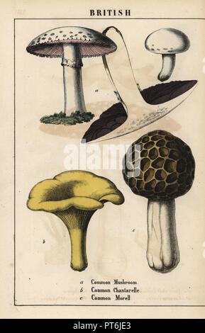 Common mushroom Agaricus, golden chantarelle mushroom Cantharellus cibarius and morel mushroom Morchella esculenta. . Chromolithograph from 'The Instructive Picturebook, or Lessons from the Vegetable World,' [Charlotte Mary Yonge], Edinburgh, 1858. Stock Photo