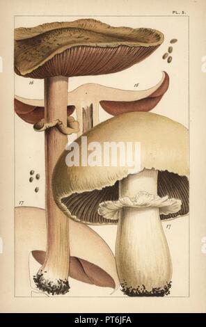 Forest mushroom, Agaricus sylvaticus 16, and horse mushroom, A. arvensis 17. Chromolithograph after an illustration by M. C. Cooke from his own 'British Edible Fungi, how to distinguish and how to cook them,' London, Kegan Paul, 1891. Mordecai Cubitt Cooke (1825-1914) was a British botanist, mycologist and artist. He was curator a the India Musuem from 1860 to 1879, when he transferred along with the botanical collection to the Royal Botanic Gardens, Kew. Stock Photo