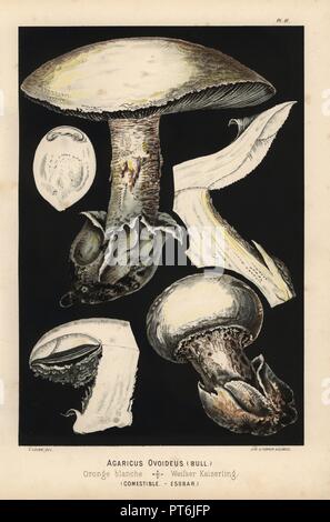 European white egg mushroom, Amanita ovoidea, Agaricus ovoideus, Oronge blanche, edible. Chromolithograph of an illustration by Fritz Leuba from 'Les champignons comestibles et les especes vénéneuses avec lesquelles ils pourraient etre confondus' (Edible mushrooms and the poisonous species they should not be confused with), Delachaux et Niestle, Neuchatel, Switzerland, 1890, lithographed by H. Furrer. Fritz Leuba (1848-1910) was a mycologist and artist from Neuchatel, Switzerland. Stock Photo