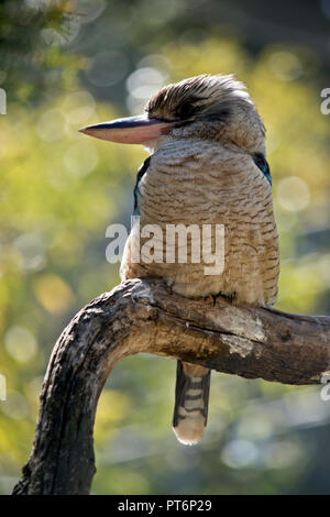 the blue winged kookaburra is perched on a tree branch Stock Photo