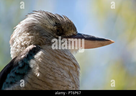 this is a close up of a blue winged kookaburra Stock Photo