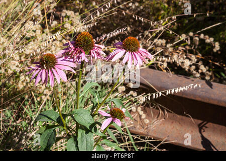 Flowers on the High Line.  Flowers adorn the High line in New York City.  The High Line is a public park built on an overhead disused railway in Manha Stock Photo