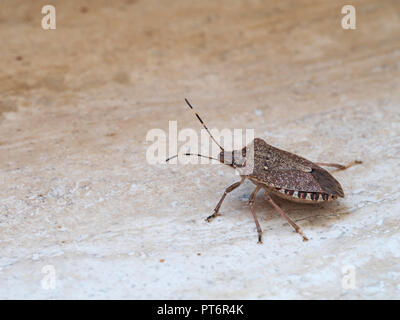 Brown marmorated stink bug Halyomorpha halys, an invasive species from Asia. On plain background with copyspace. Stock Photo