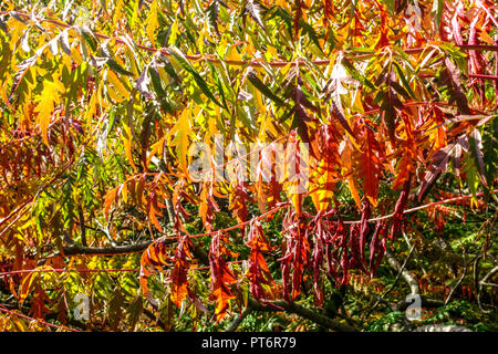 Smooth Sumac , Rhus glabra 'Laciniata' in autumn Stock Photo